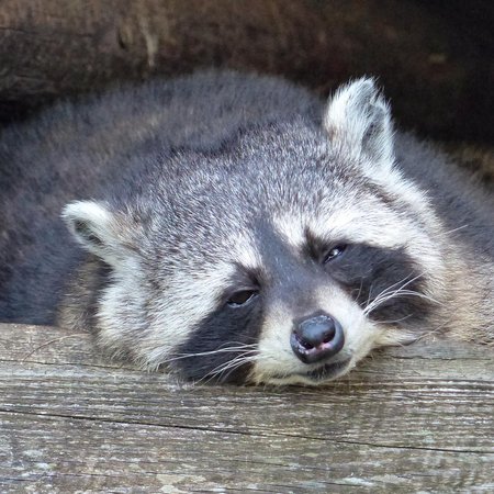Unsere Tiere 